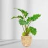 Alocasia Portodora Upright Elephant Ear - Image 2