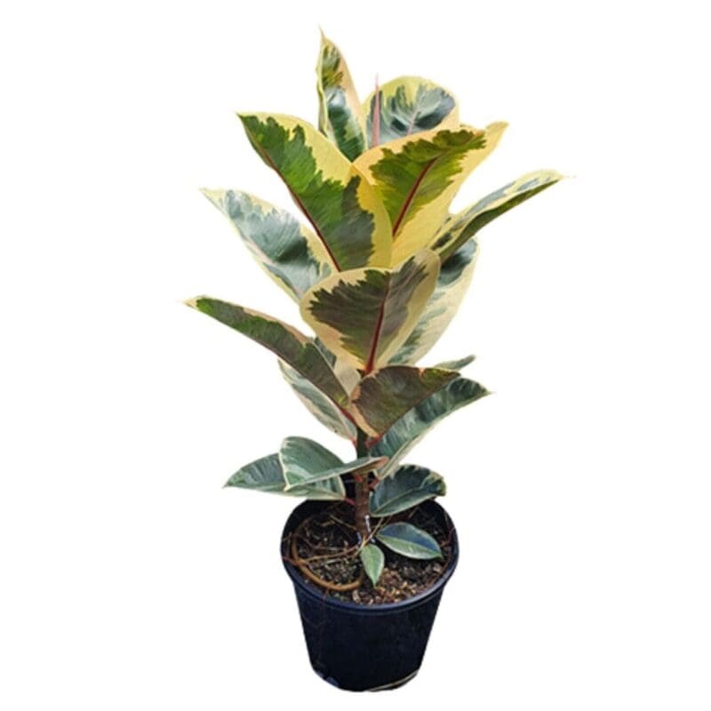 Ficus elastica Tineke - Variegated Rubber Plant - Image 2