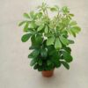 Schefflera arboricola - Dwarf Umbrella Tree - Image 2