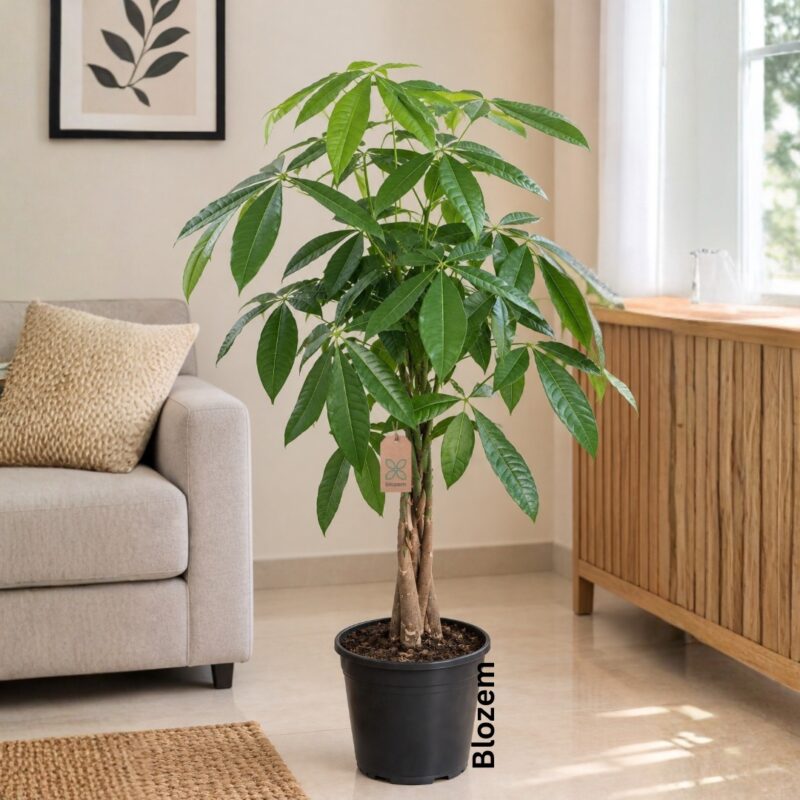 Pachira aquatica - Money Tree
