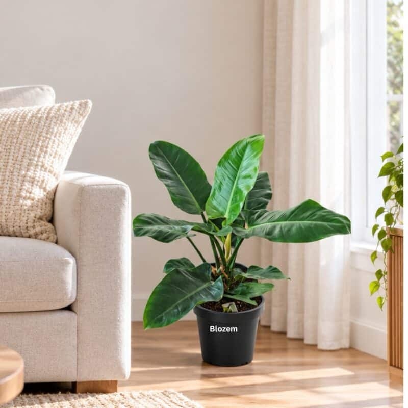 Philodendron ‘Imperial Green’
Big size