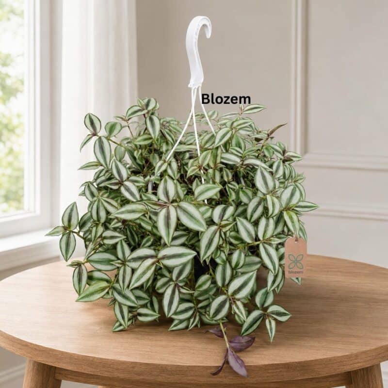 Tradescantia Zebrina 'Silver Plus'-Hanging 
Big size