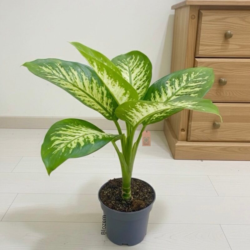 Dieffenbachia seguine Tropic Snow - 
Dumb Cane