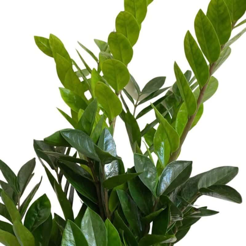 ZZ Plant-Zamioculcas Zamiifolia Big size – blozem