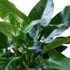 Philodendron ‘Imperial Green’
Big size - Image 5