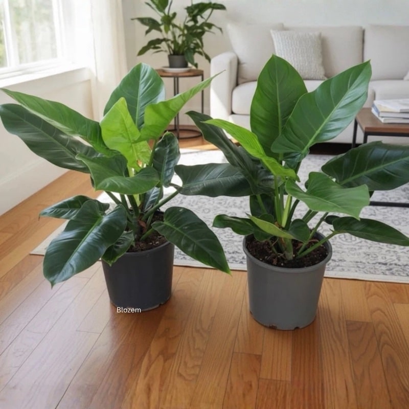 Philodendron ‘Imperial Green’
Big size