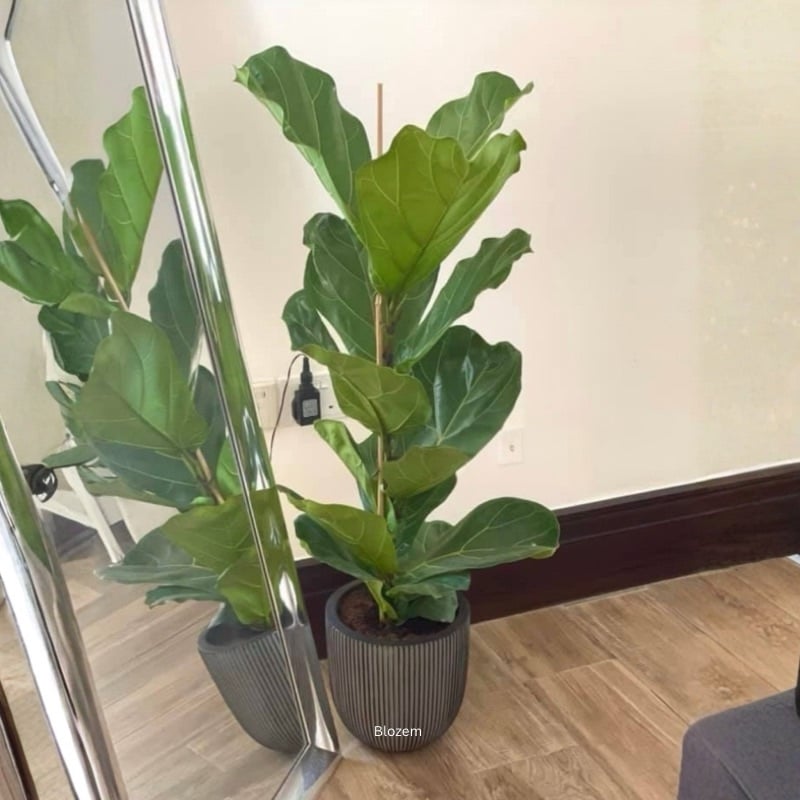 Potted Fiddle leaf fig