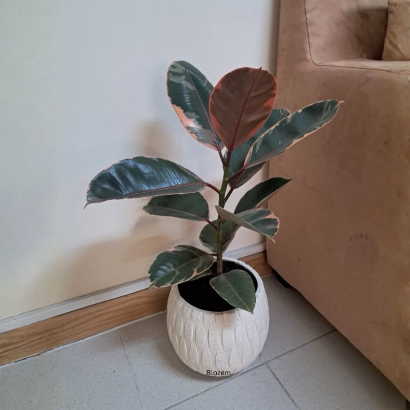 Potted Ficus elastica Tineke