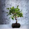 Bonsai Ficus Retusa
(Table Plant) - Image 2