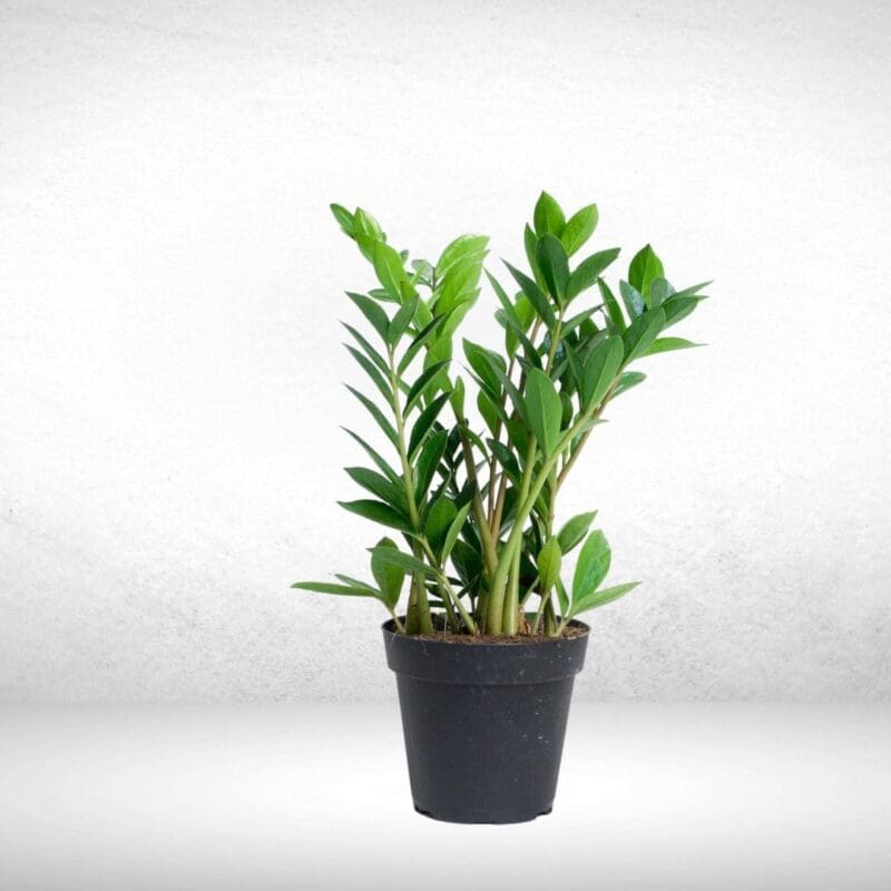 Zamioculcas zamiifolia -
ZZ Plant - Image 3