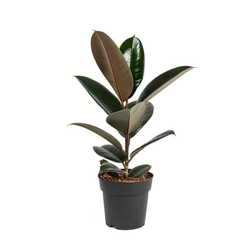 Ficus Elastica Abidjan – Rubber Plant - Image 3