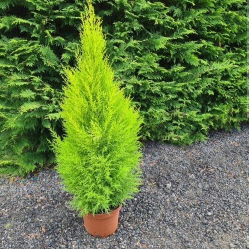 Cupressus macrocarpa 'Wilma Goldcrest'