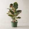 Ficus Elastica Tineke - 3PPTineke Rubber Tree
60cm