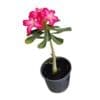 Adenium Plant-Desert Rose - Image 2