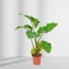 Alocasia Portodora Upright Elephant Ear - Image 3