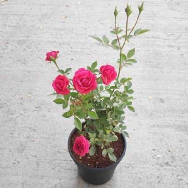 Rose (Pink) - Plant - Image 4