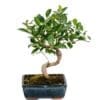 Bonsai Ficus Retusa
(Table Plant) - Image 3