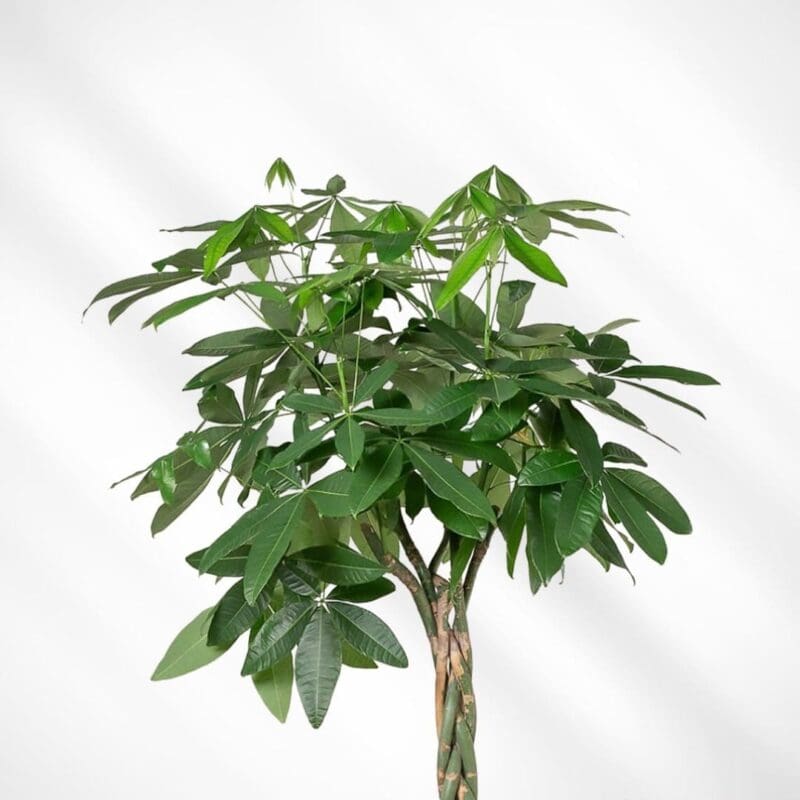 Pachira aquatica - Money Tree - Image 3