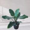 Philodendron ‘Imperial Green’
Big size - Image 3