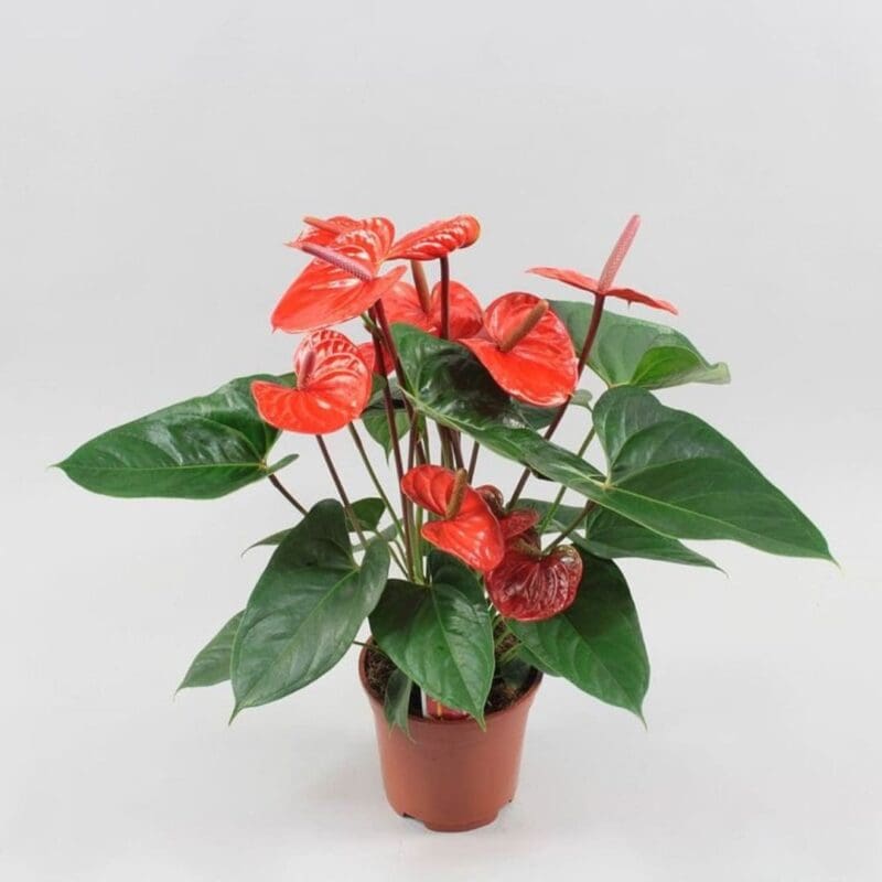 Anthurium Flamingo Flower - Royal Red - Image 3