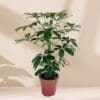 Schefflera arboricola - Dwarf Umbrella Tree - Image 3