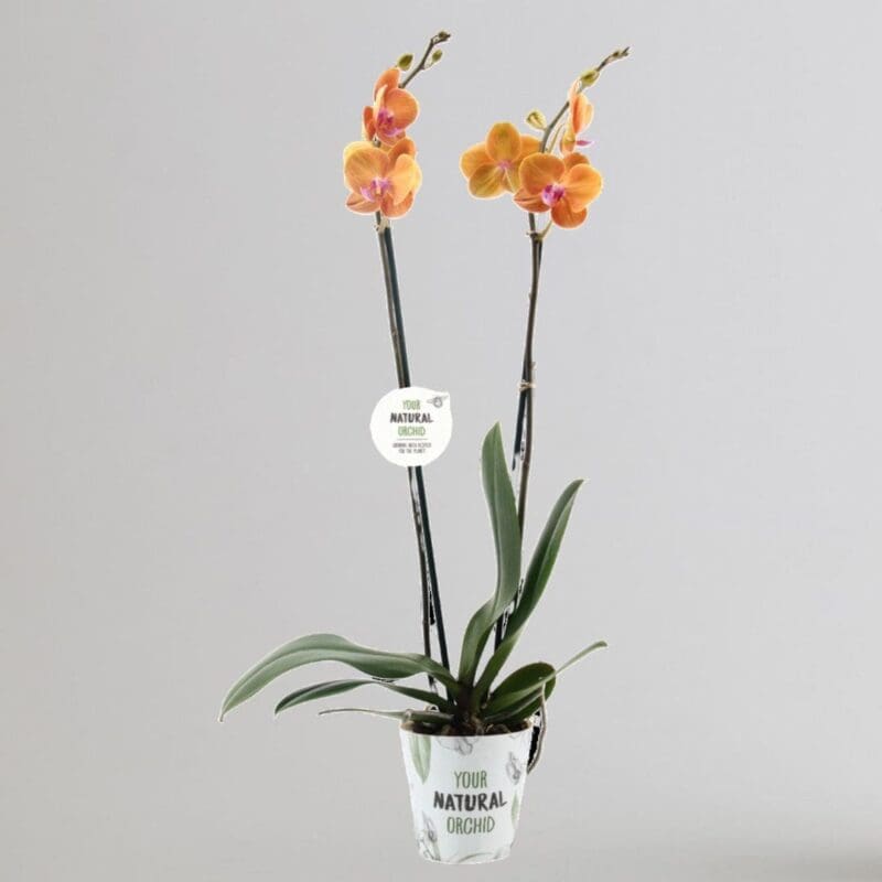 Phalaenopsis Orchid Bologna
80cm - Image 2