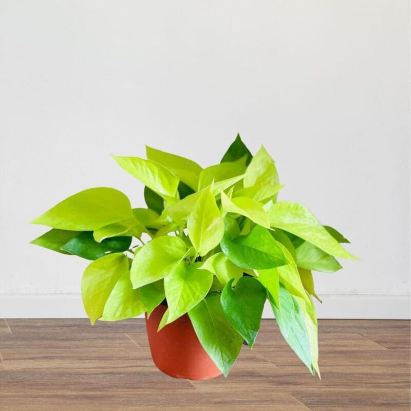 Golden Neon Pothos
Bushy - Image 3