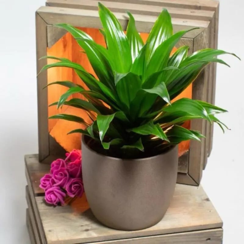 Dracaena Janet Craig Compacta