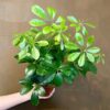 Schefflera arboricola - Dwarf Umbrella Tree