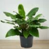 Philodendron ‘Imperial Green’
Big size