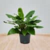 Philodendron ‘Imperial Green’
Big size - Image 2