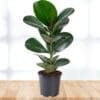 Ficus elastica Rubber plant - Green - Image 3