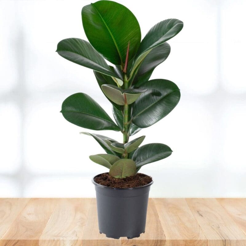 Ficus elastica Rubber plant - Green - Image 3