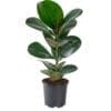 Ficus elastica Rubber plant - Green - Image 4