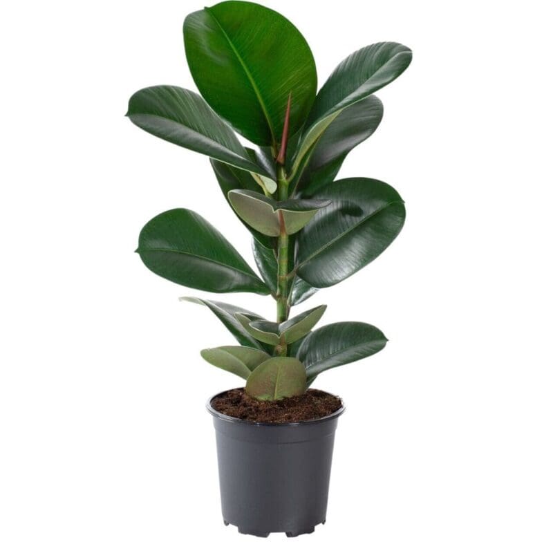 Ficus elastica Rubber plant - Green - Image 4