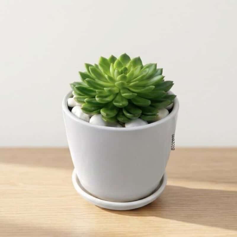 Potted Echeveria With Ceramic Pot