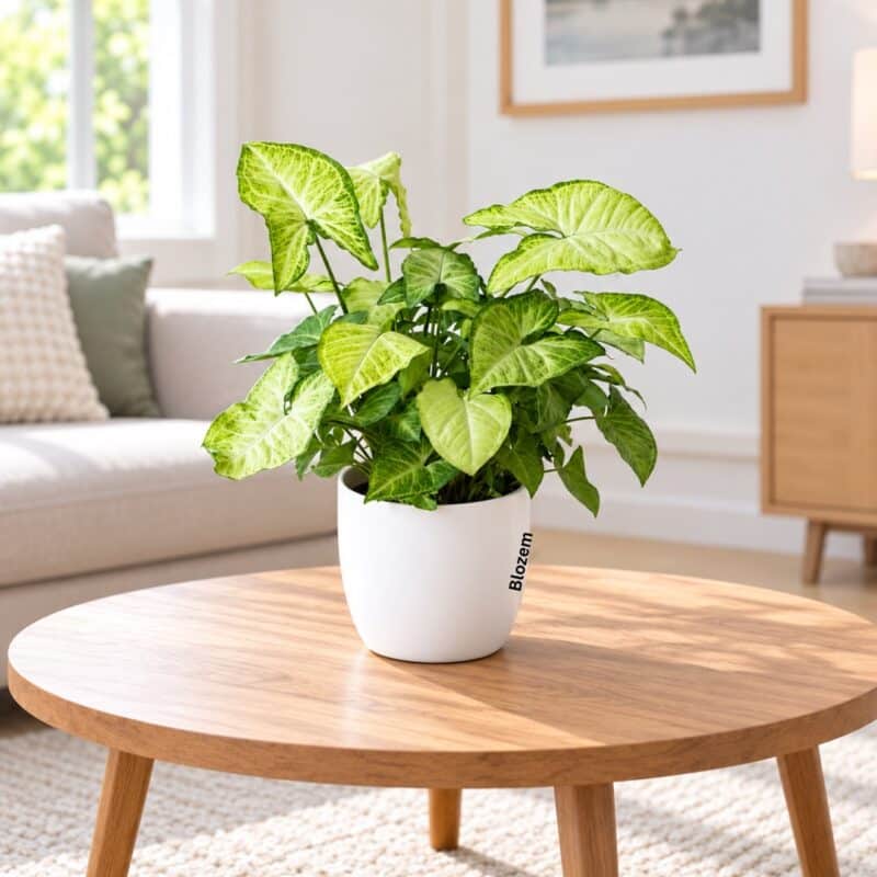 Potted Syngonium Plant With White Ceramic Pot(Table Plant)