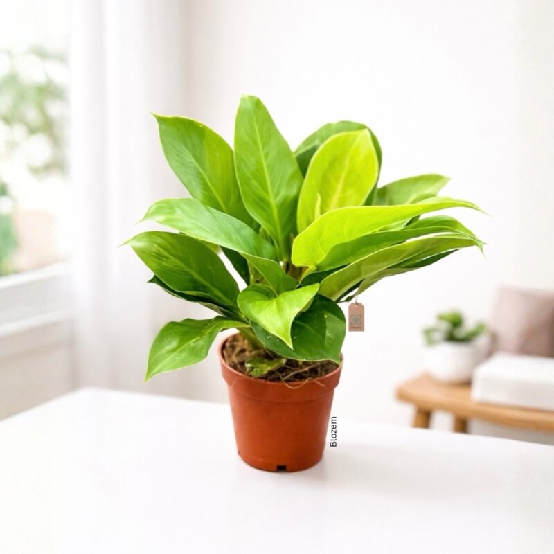 Philodendron Moonlight