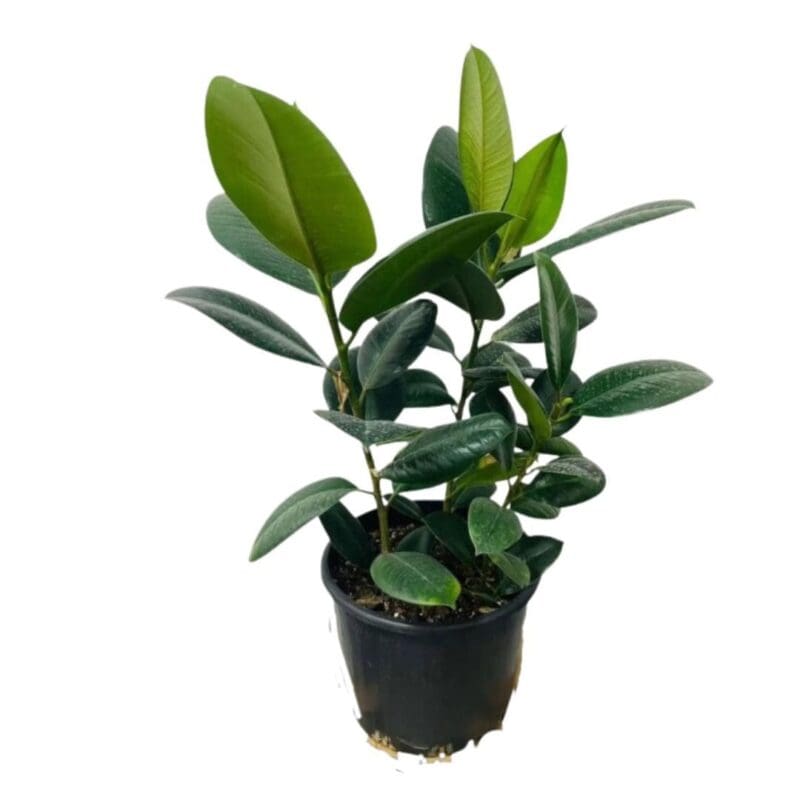 Ficus Elastica - 3 pp
Rubber Plant - Image 7