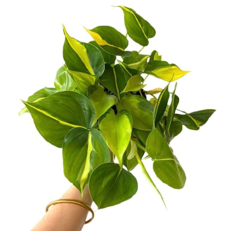 Philodendron Scandens Brasil
Bushy - Image 2