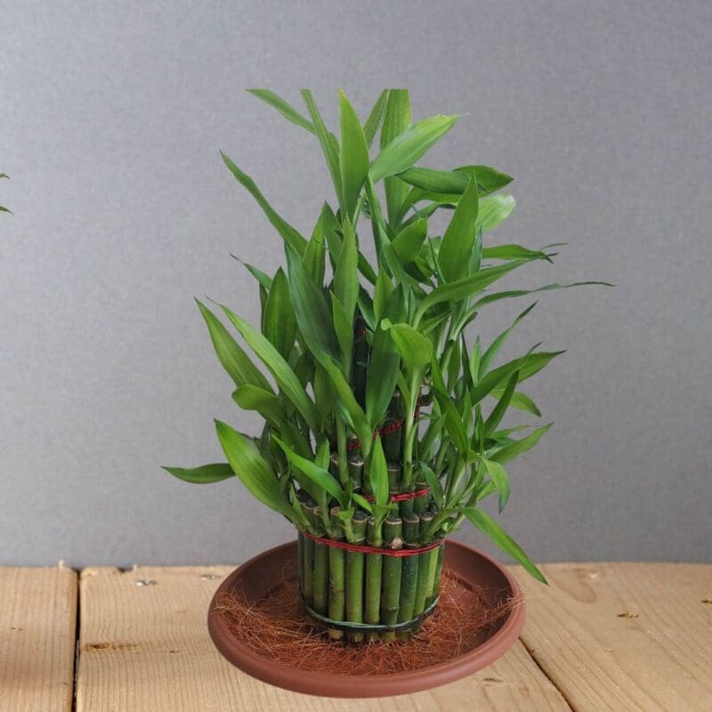 Lucky Bamboo 3 Layer – blozem