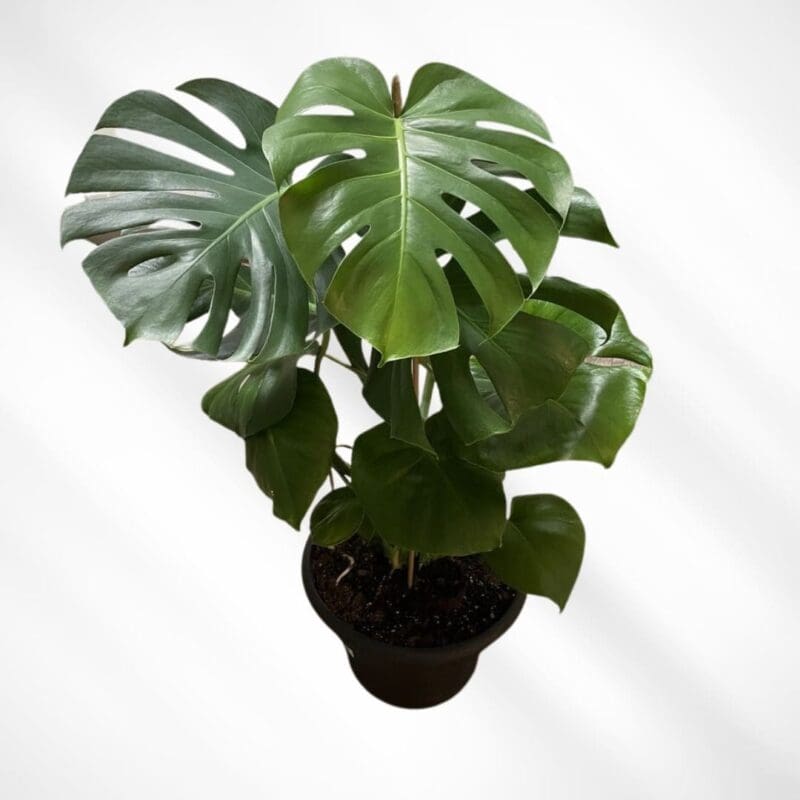 Monstera deliciosa - Swiss Cheese Plant
Big size - Image 3