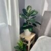 Ficus elastica Rubber plant - Green - Image 2