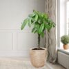 Potted Money tree