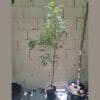 Neem plant 
Neem TreeAzadirachta indica
160cm