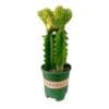 Euphorbia Lactea Cristata variegata -
3 stem