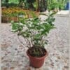Jasminum sambac-Mogra-Arabian Jasmine