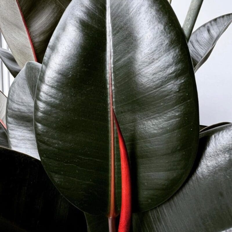 Ficus elastica Abidjan - Burgundy Rubber Plant
(3 plants in one pot)
Big size- 105cm - Image 4