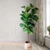 Fiddle Leaf Fig - Ficus lyrata 
Big size - 220cm