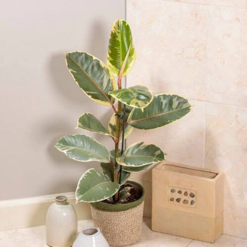 Ficus elastica Tineke - Variegated Rubber Plant